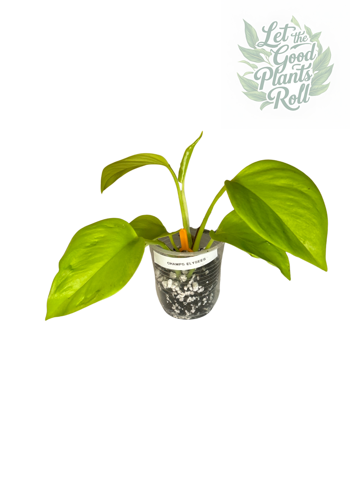 Champ Elysees Pothos