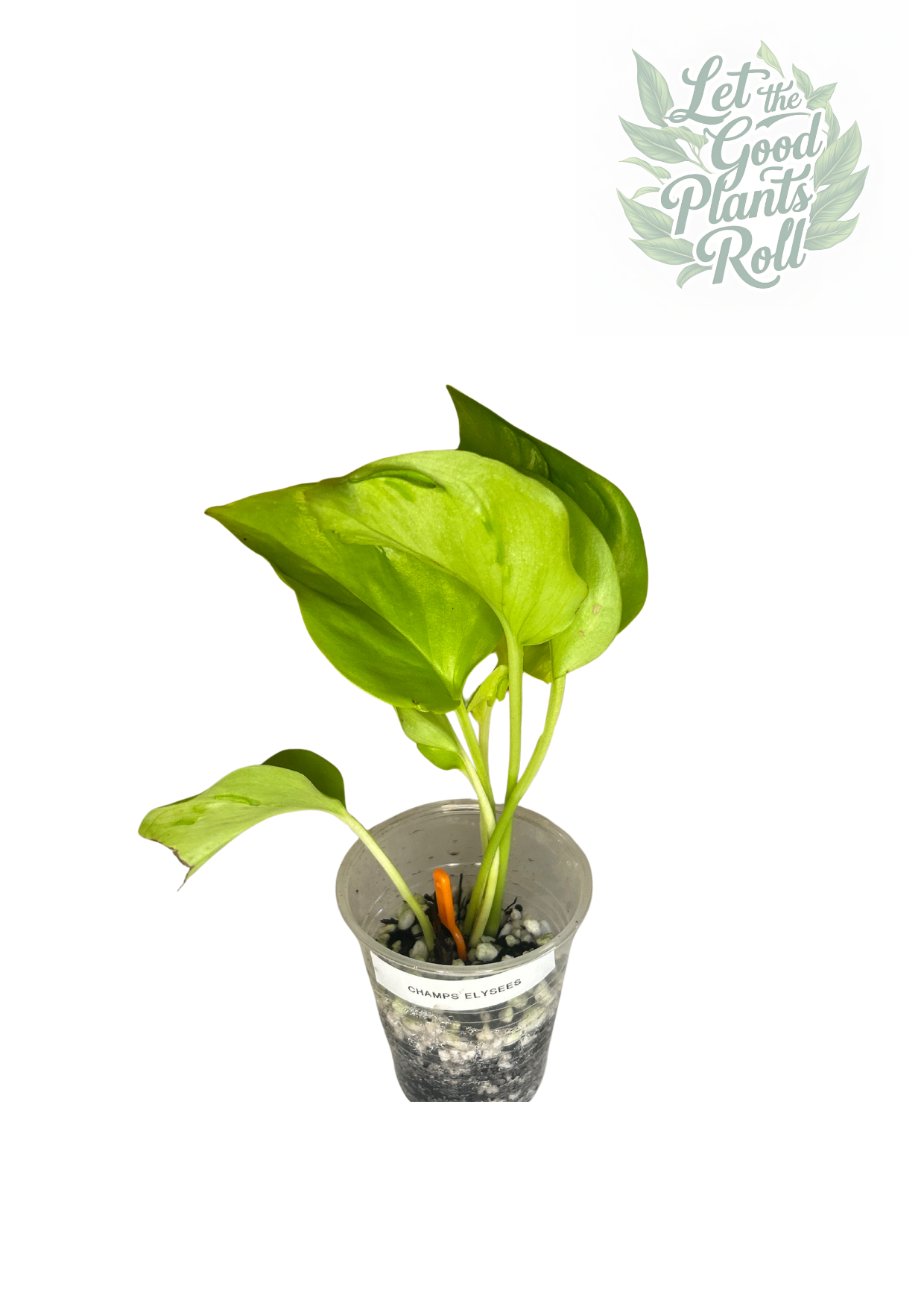 Champ Elysees Pothos