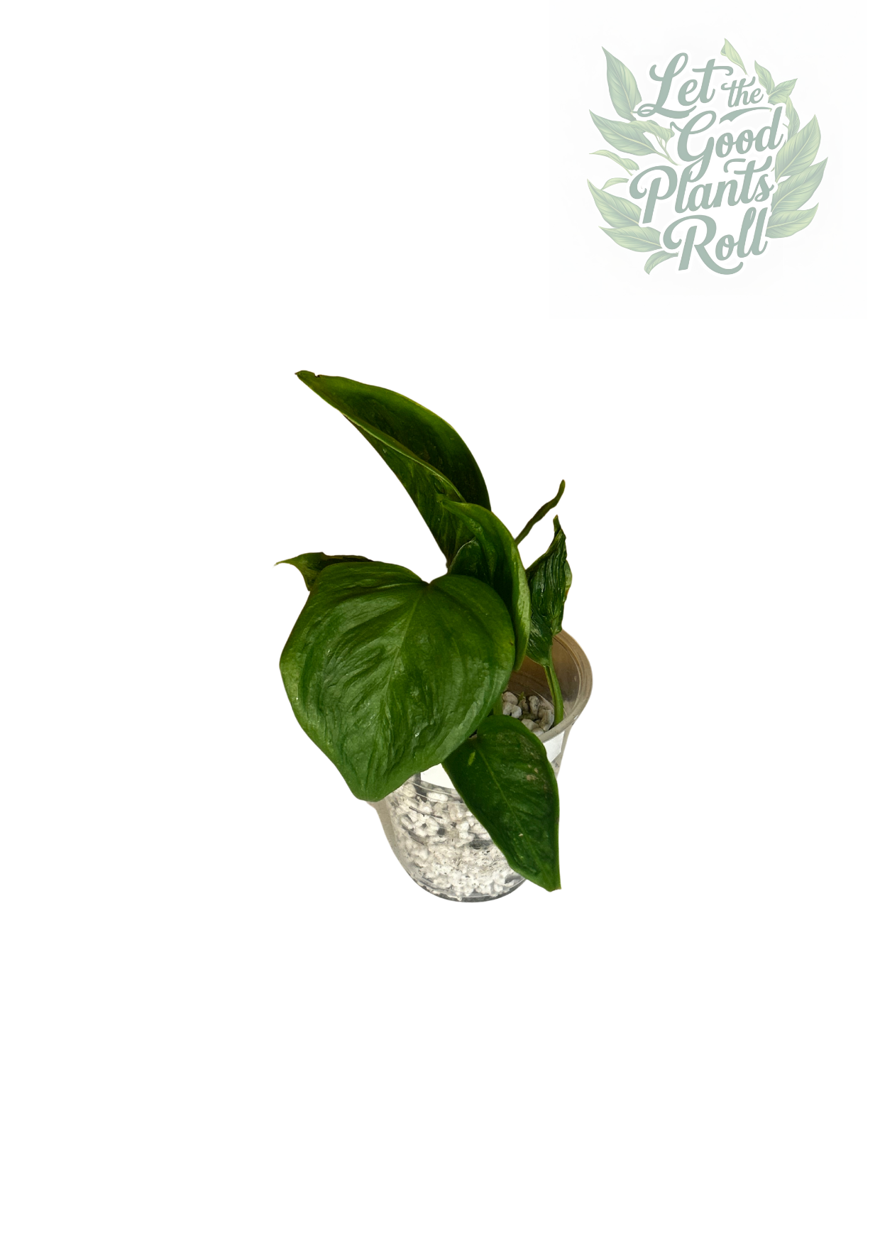 Shangri La pothos