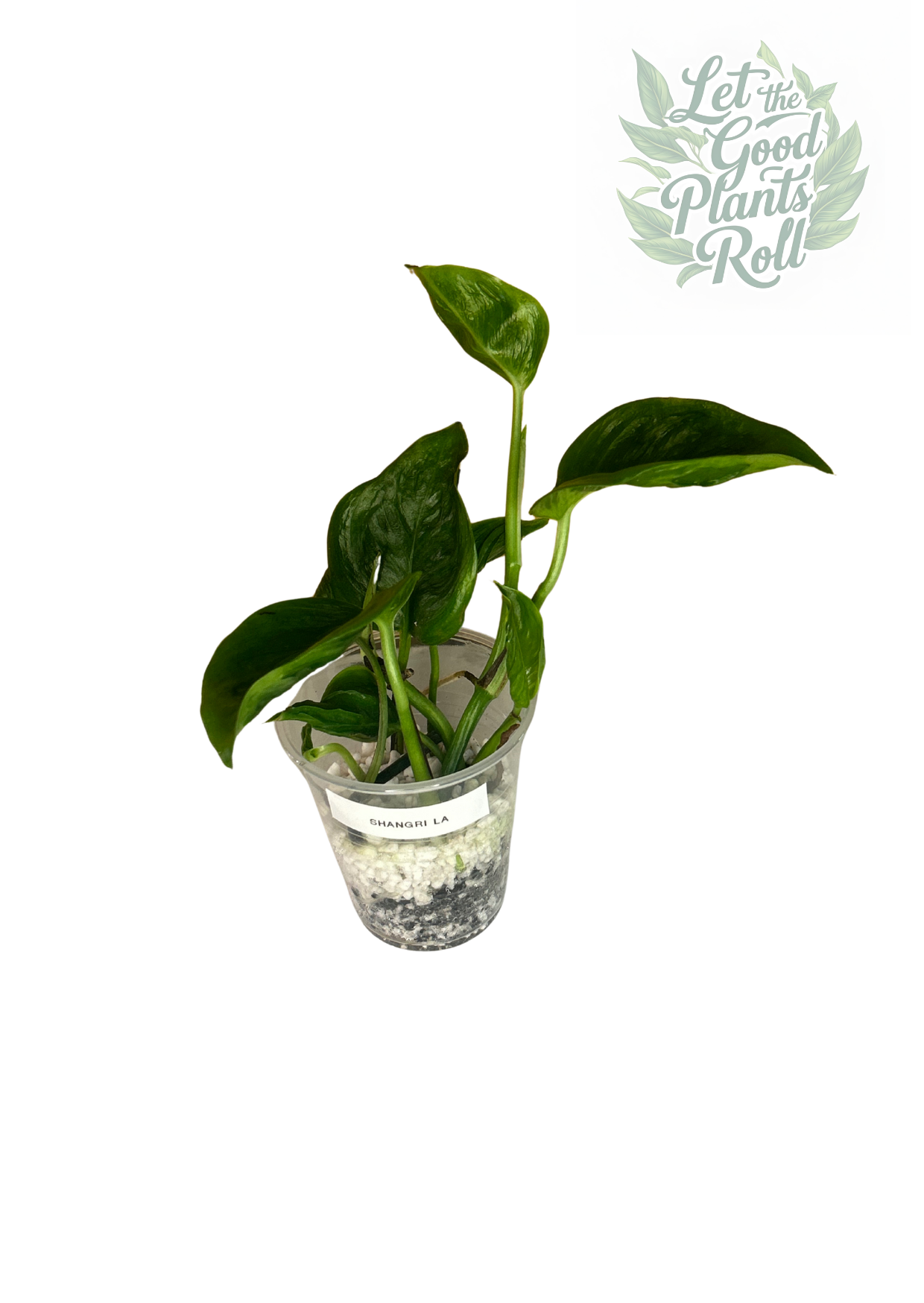 Shangri La pothos