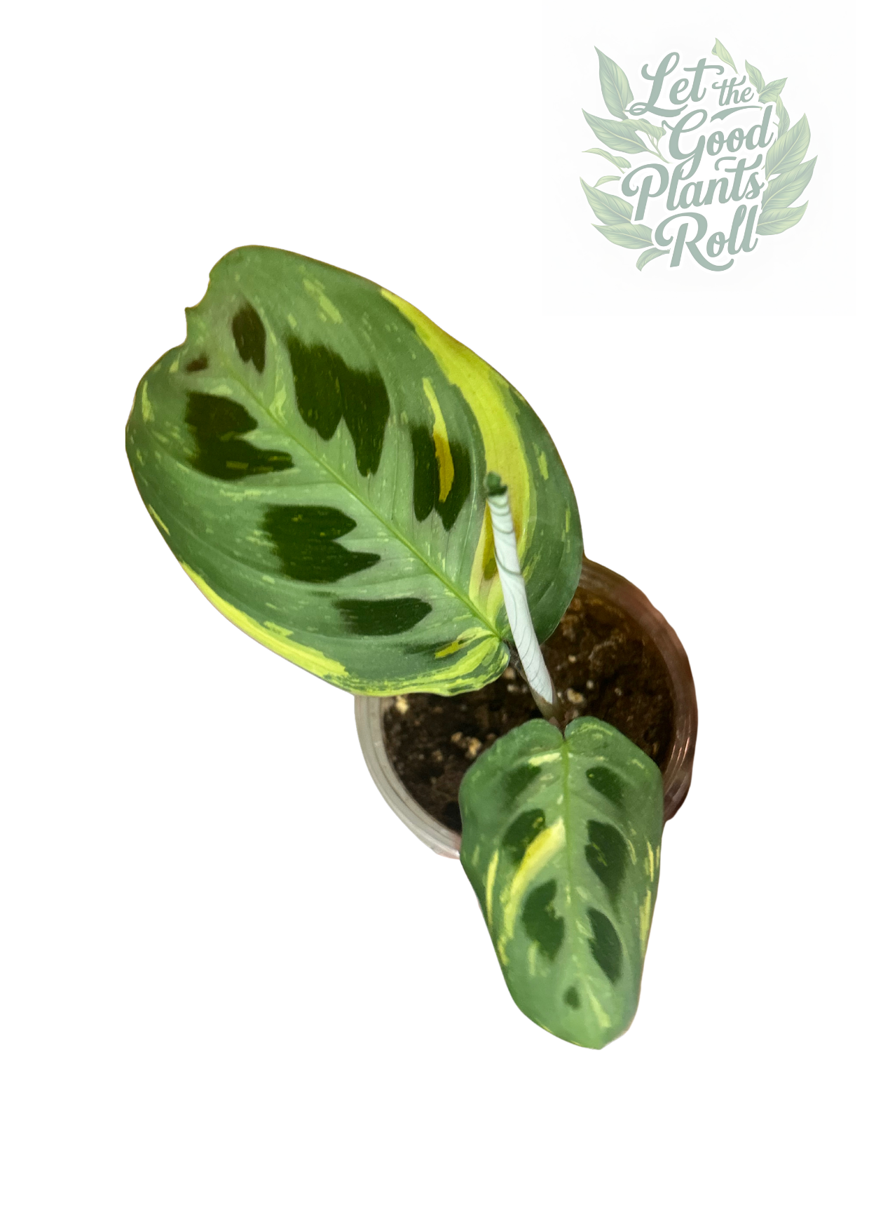 Variegated Maranta