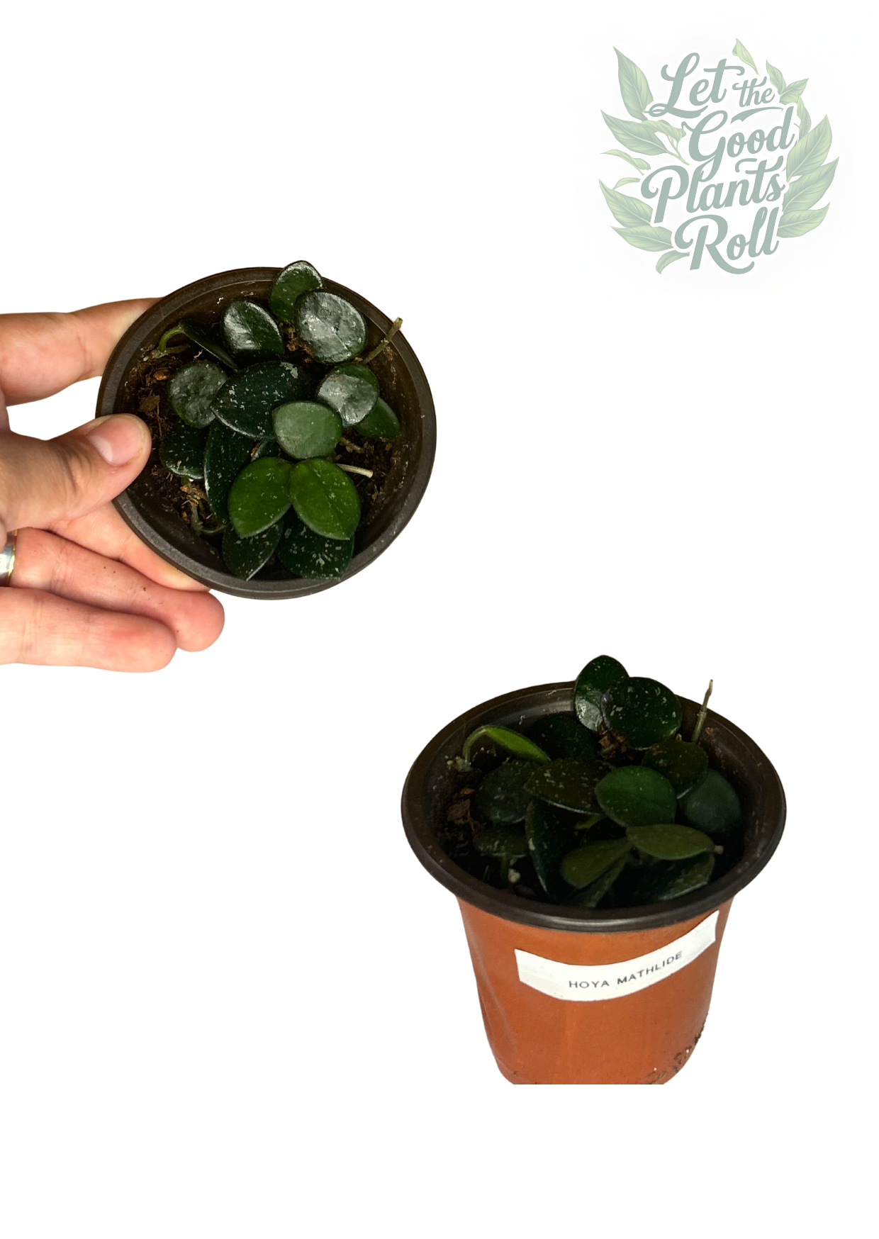 Hoya Mathlide Splash