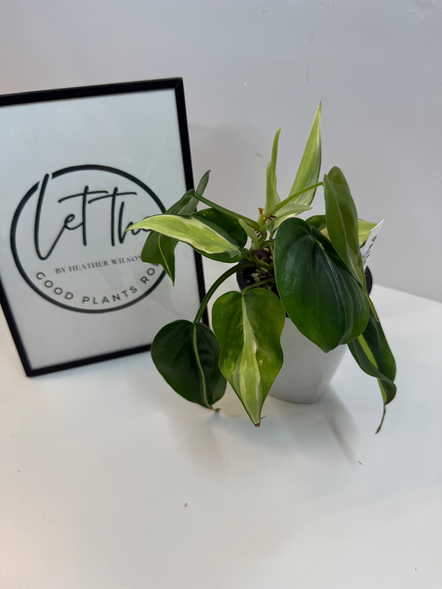 Philodendron Rio Silver Stripe