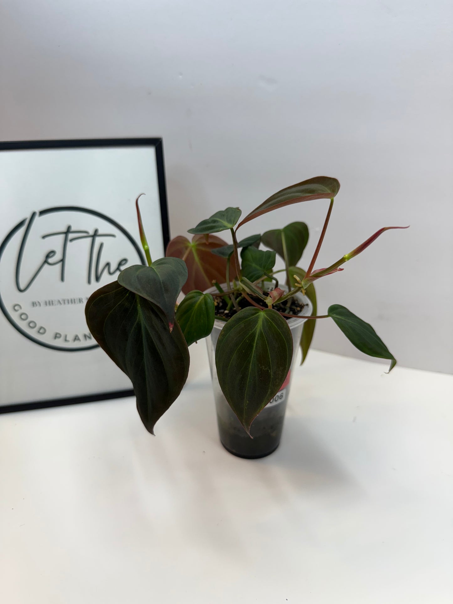 Philodendron Micans