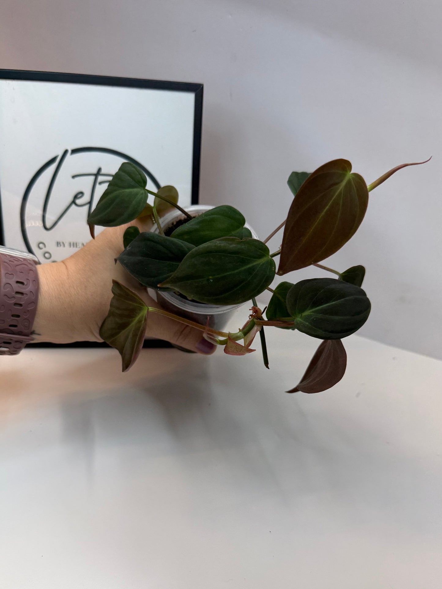 Philodendron Micans