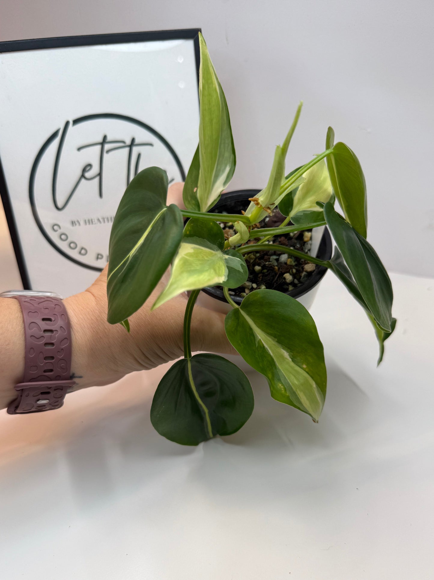 Philodendron Rio Silver Stripe