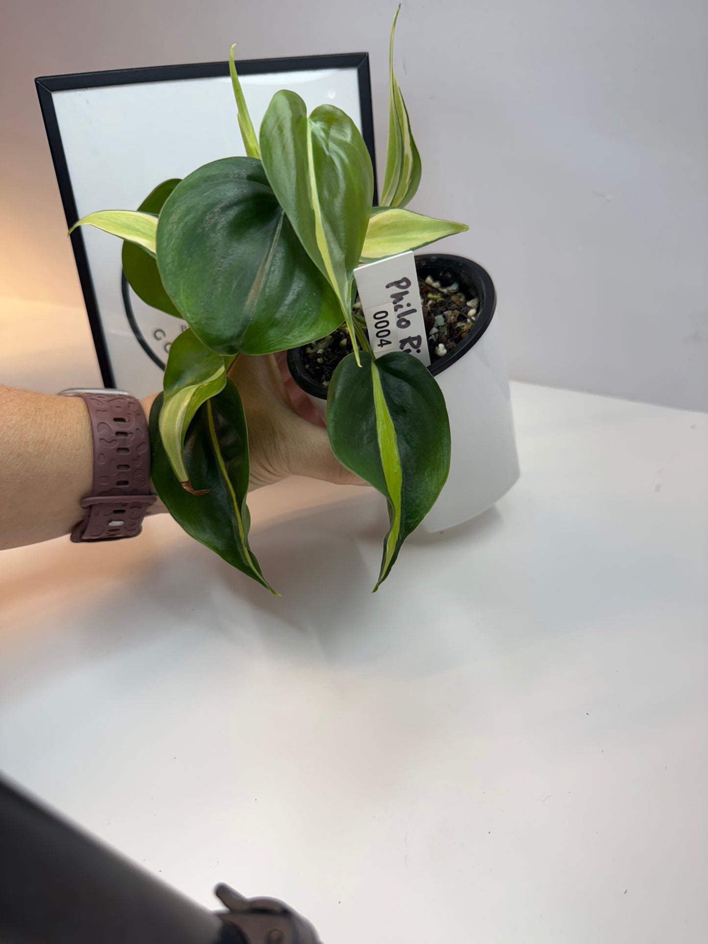 Philodendron Rio Silver Stripe