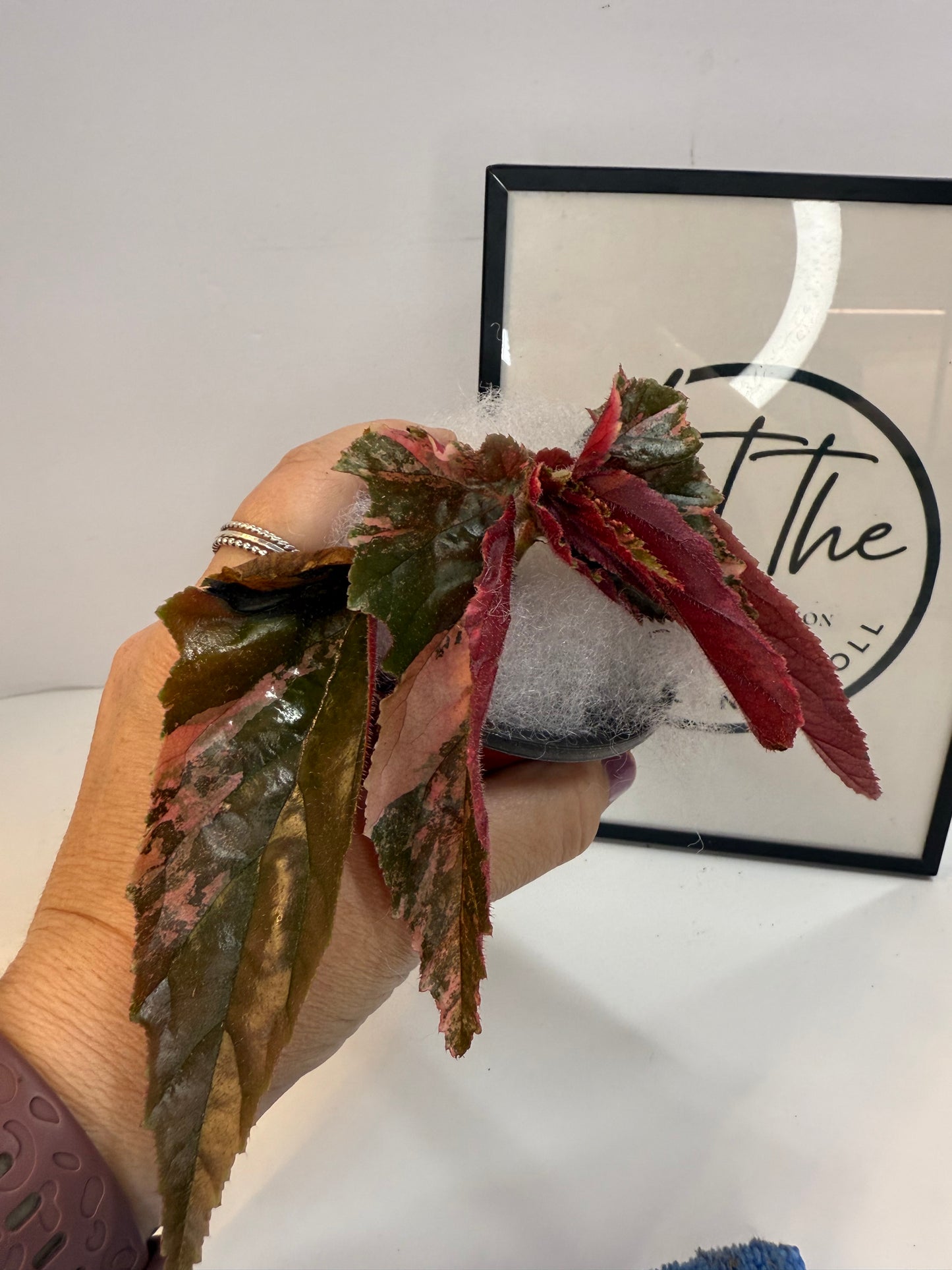 Begonia Ginny Galaxy
