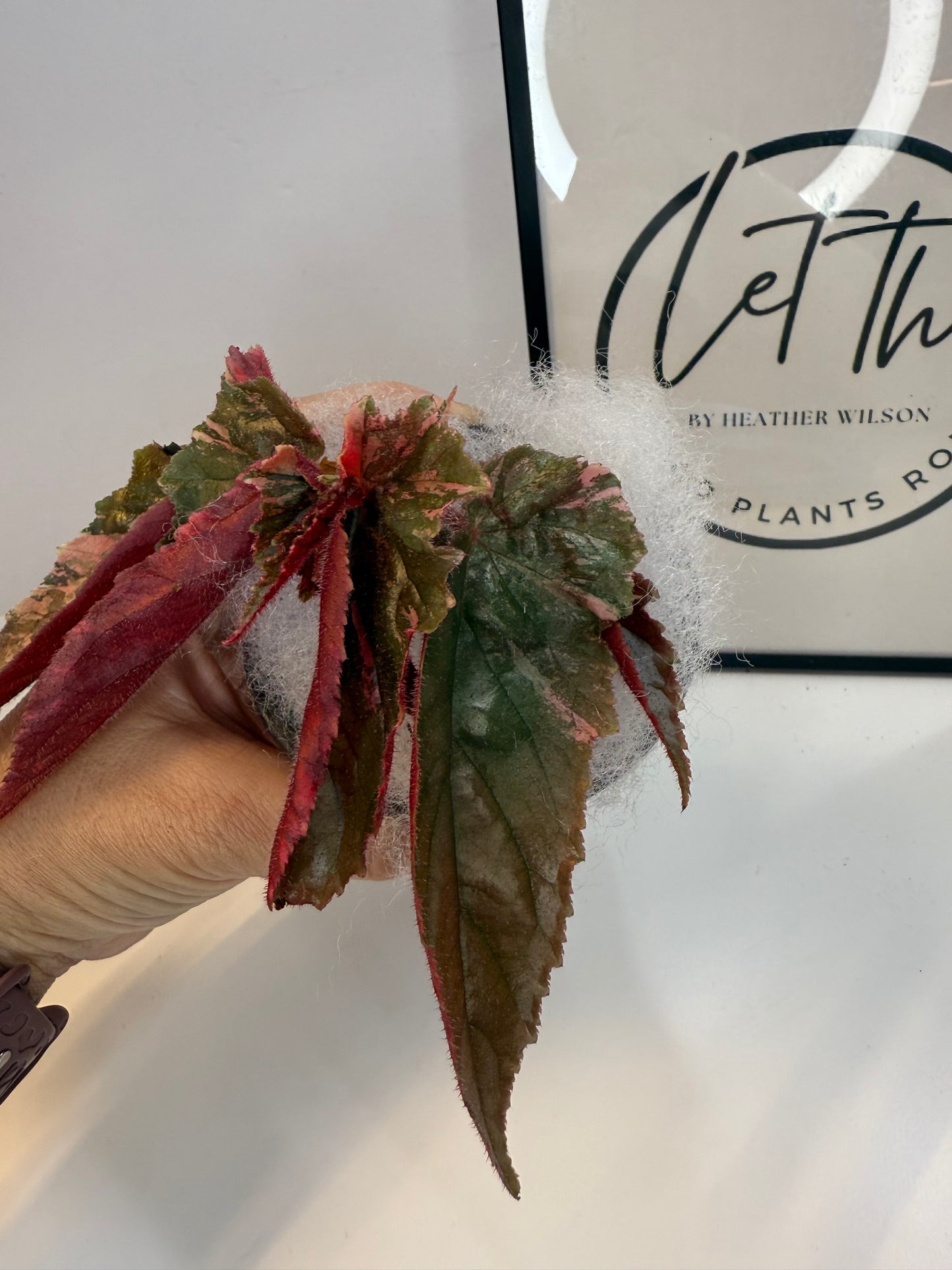 Begonia Ginny Galaxy