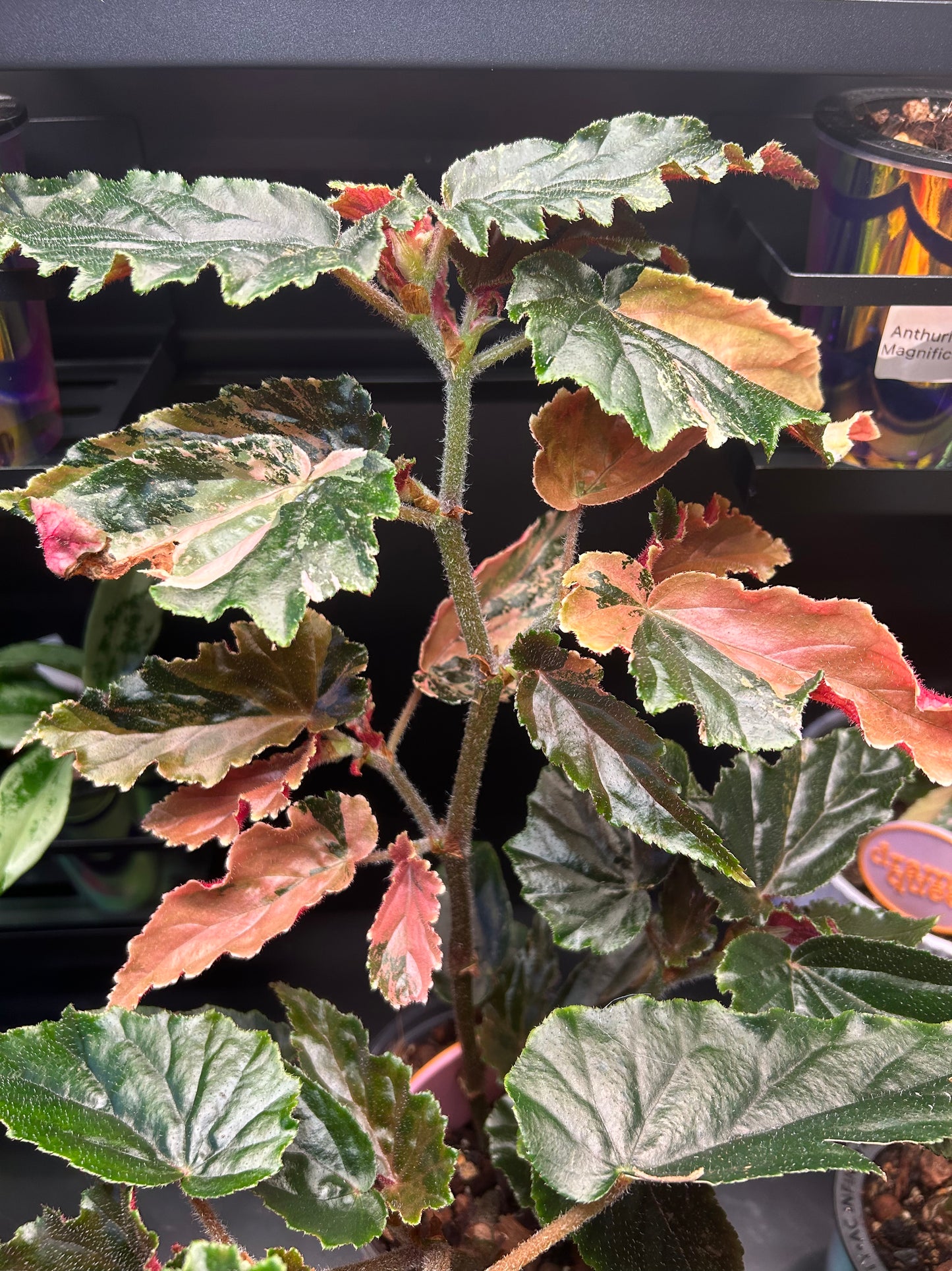 Begonia Ginny Galaxy Cutting Plant E