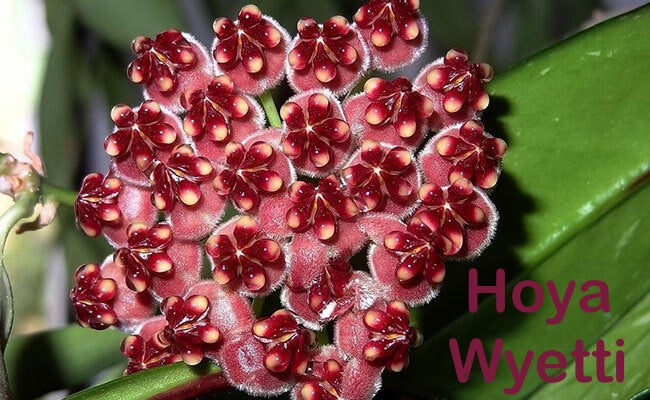 Hoya Wayetti #30