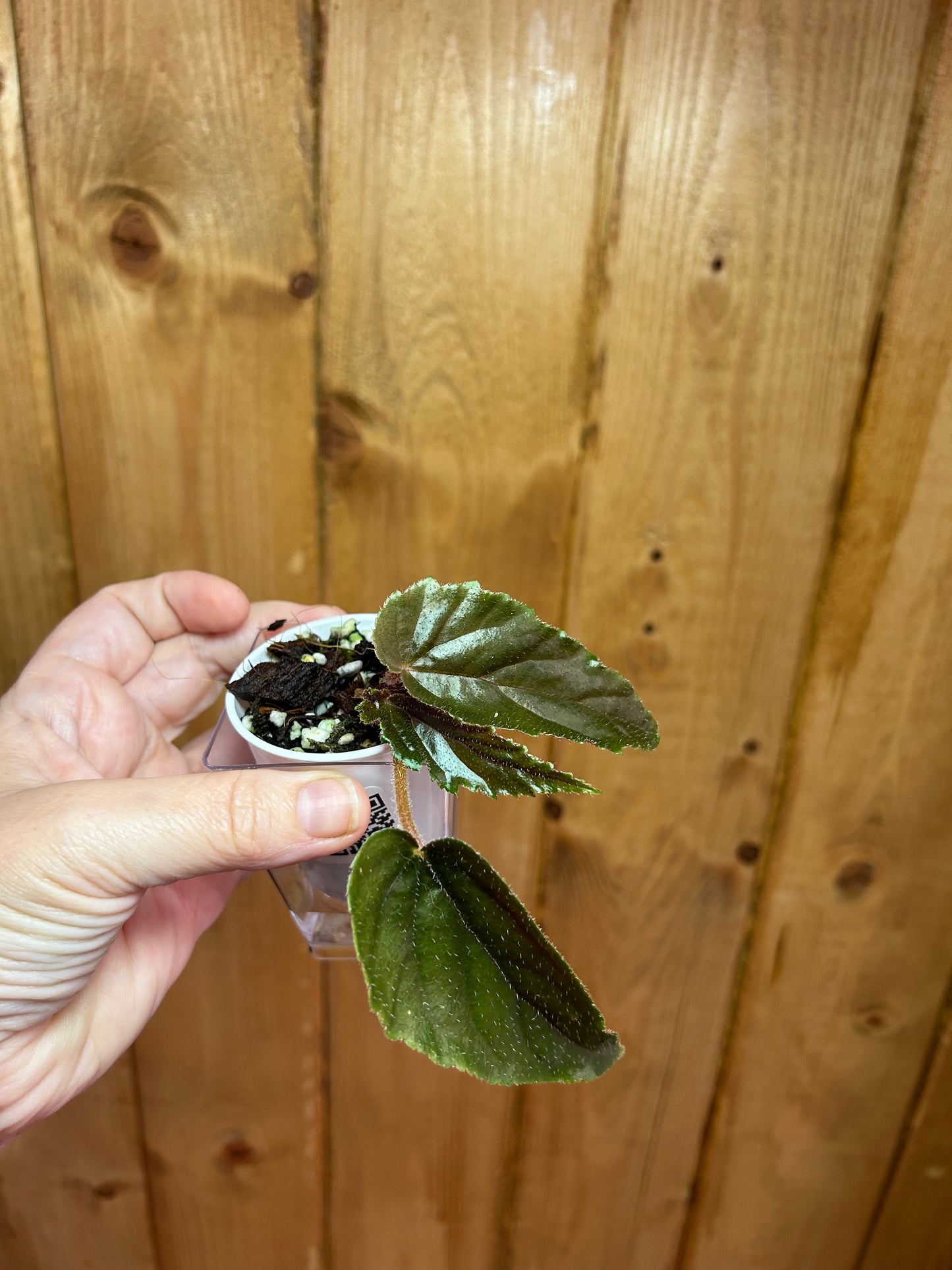 Begonia Ginny Galaxy Cutting Plant H