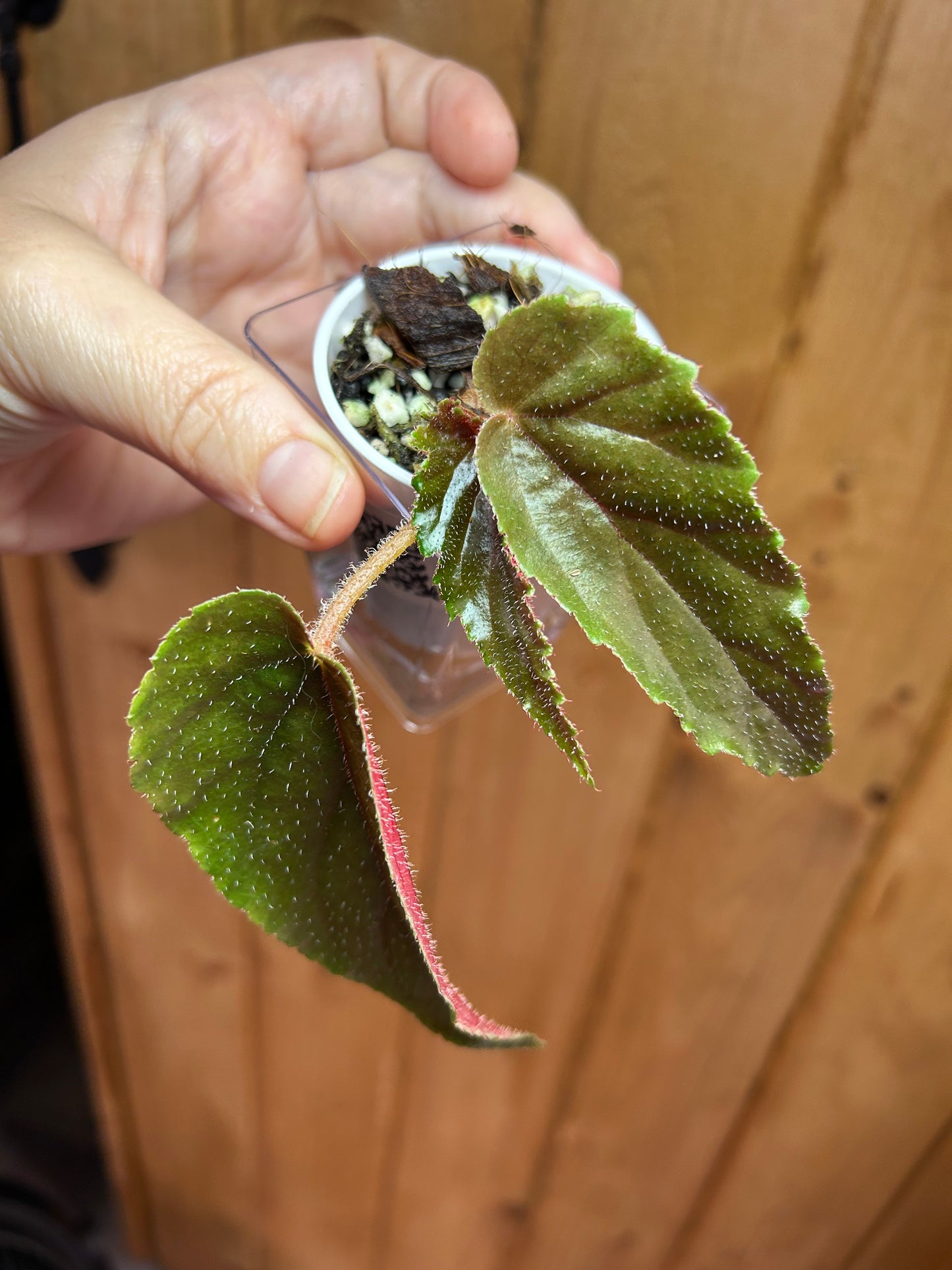 Begonia Ginny Galaxy Cutting Plant H