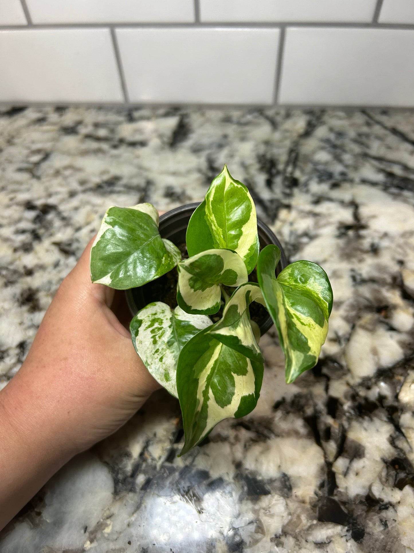 Pearl and Jade Pothos