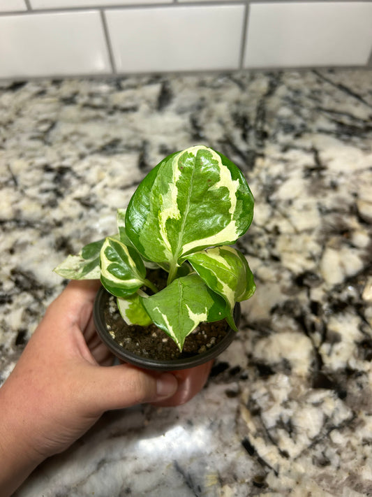 Pearl and Jade Pothos